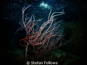 There's only splendor for the sight. Coral - Junceella sp... by Stefan Follows 